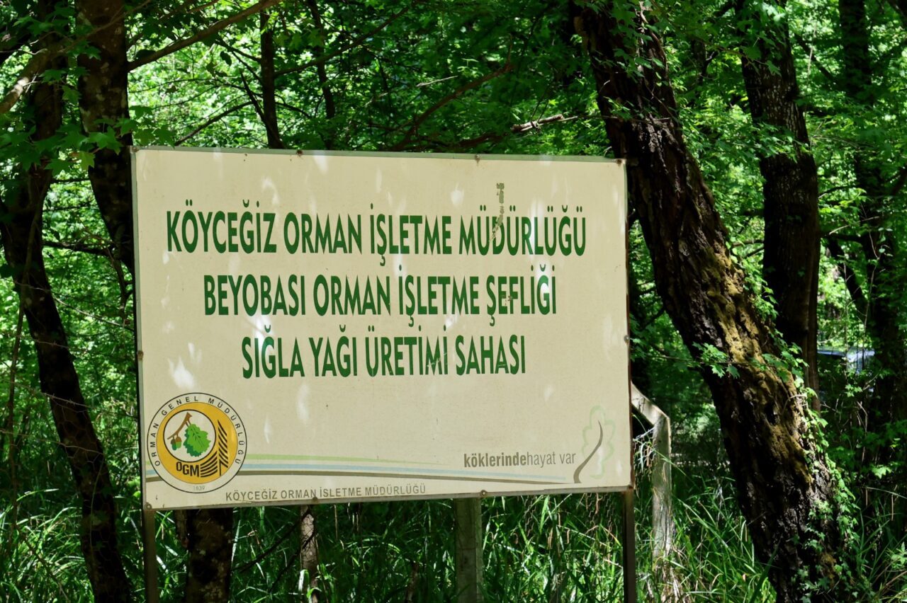 - Bu yıl 50 hektarlık alanda 1 ton sığla yağı