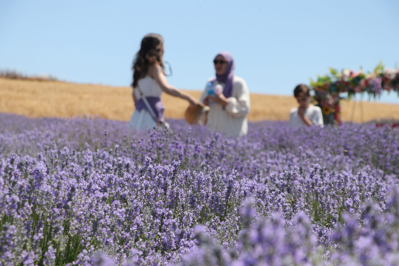 TEKİRDAĞ (AA) – Tekirdağ'daki lavanta tarlaları, mor renge bürünen görüntüsü
