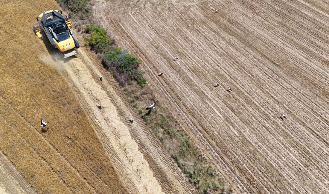 - Kırklareli'nde arpa hasadının sürdüğü tarlalarda görülen leylekler, biçerdöverlerin ortaya