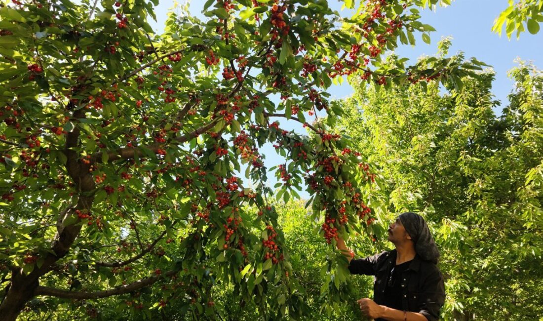 ANTALYA (AA) – Antalya'nın Manavgat ilçesinde erkenci tür kirazın hasadına
