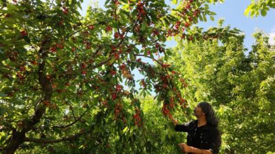 ANTALYA (AA) – Antalya'nın Manavgat ilçesinde erkenci tür kirazın hasadına