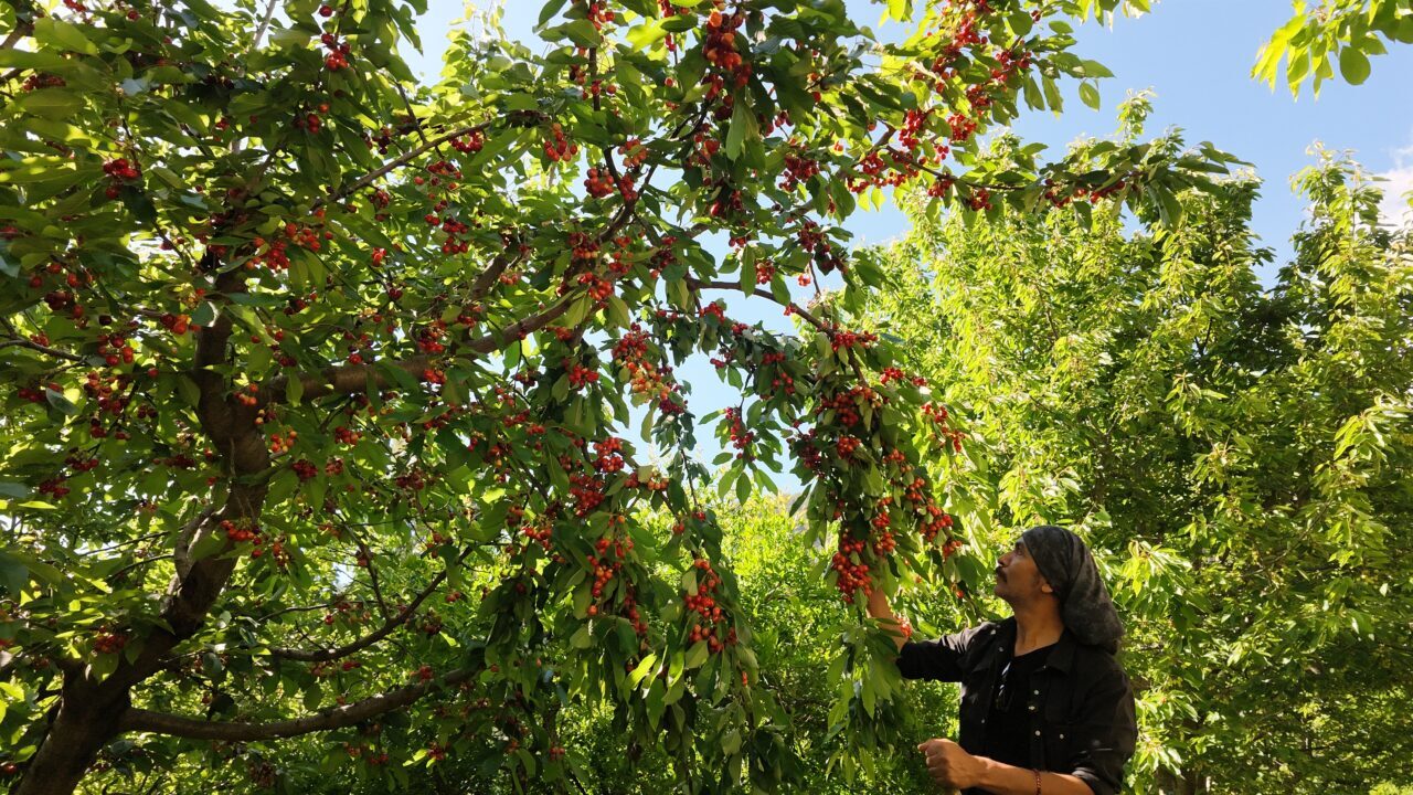 ANTALYA (AA) – Antalya'nın Manavgat ilçesinde erkenci tür kirazın hasadına