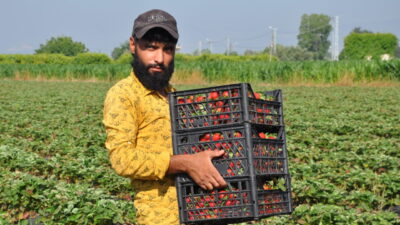 MERSİN (AA) – Mersin'de yetiştirildiği ilçenin adıyla tescillenen Silifke çileği,