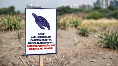 MERSİN (AA) – Mersin'in Erdemli ilçesinde deniz kaplumbağalarının yuva yaptığı