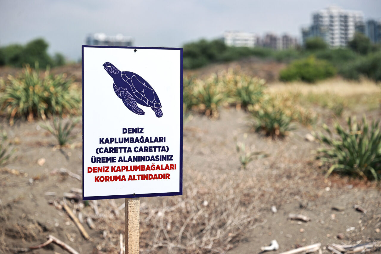 MERSİN (AA) – Mersin'in Erdemli ilçesinde deniz kaplumbağalarının yuva yaptığı