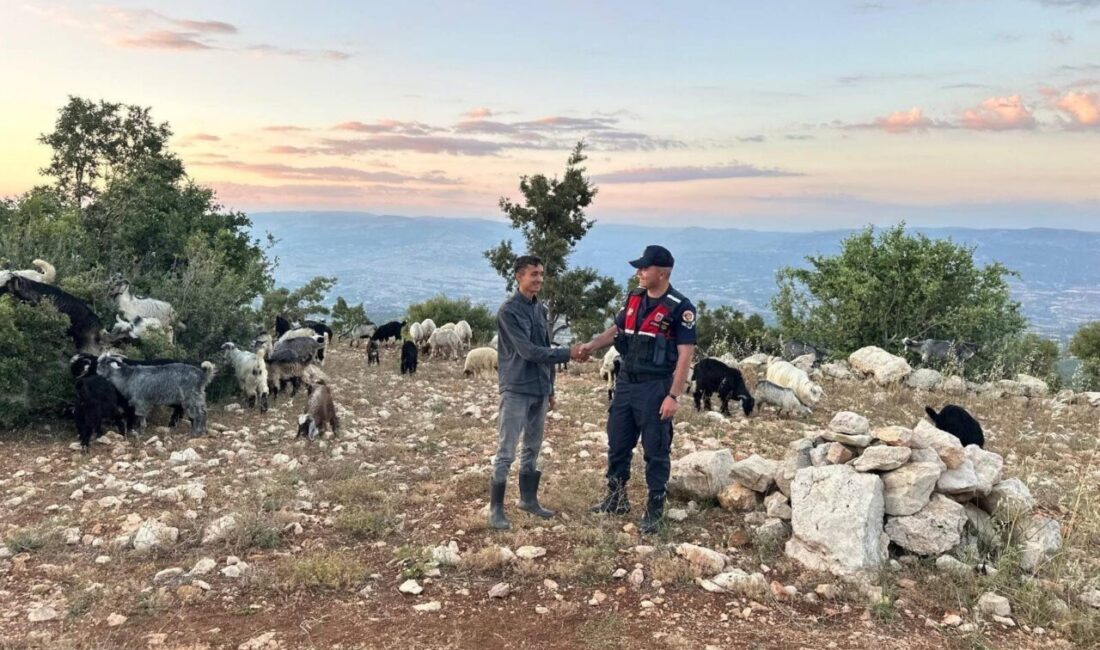 MERSİN (AA) – Mersin'in Gülnar ilçesinde kaybolan 40 küçükbaş hayvan