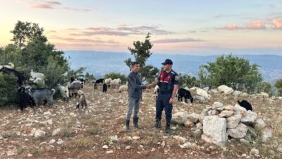 MERSİN (AA) – Mersin'in Gülnar ilçesinde kaybolan 40 küçükbaş hayvan