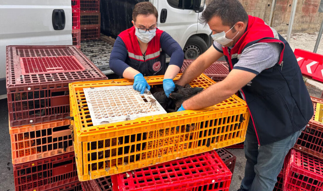 MERSİN (AA) – Mersin'de yapılan denetimlerde kayıt dışı ve menşei