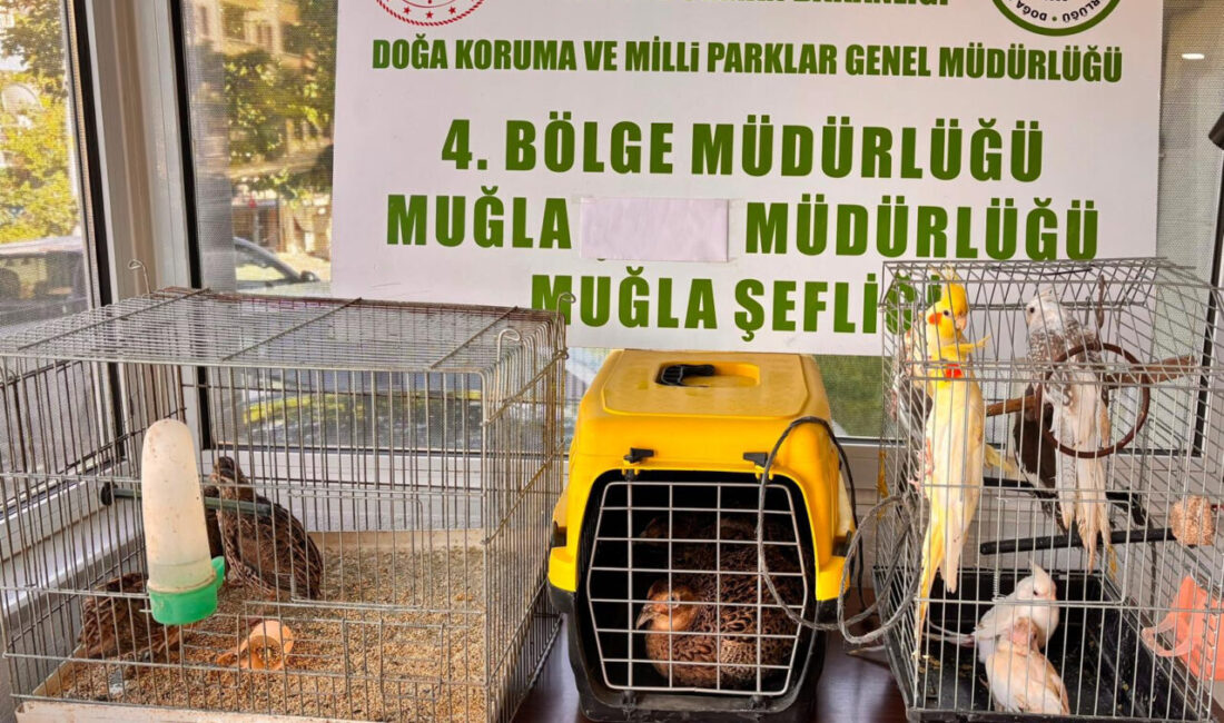 MUĞLA (AA) – Muğla'nın Ula ilçesindeki bir depoda, bulundurma ve