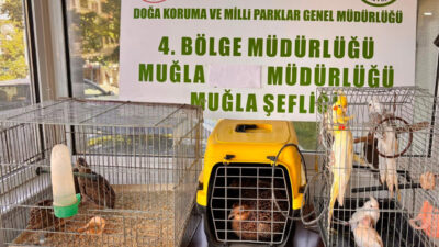 MUĞLA (AA) – Muğla'nın Ula ilçesindeki bir depoda, bulundurma ve