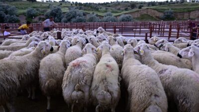 NEVŞEHİR (AA) – Nevşehir'de, küçükbaş hayvancılığın geliştirilmesine katkı sağlamak amacıyla