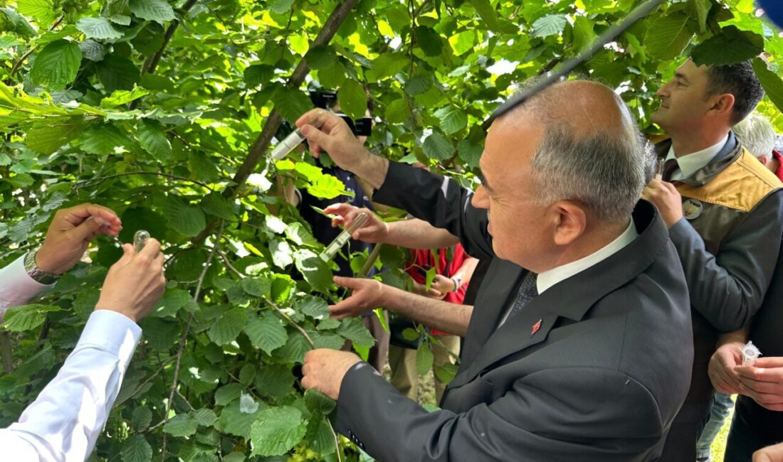 ORDU (AA) – Ordu'da kahverengi kokarca ile biyolojik mücadele için