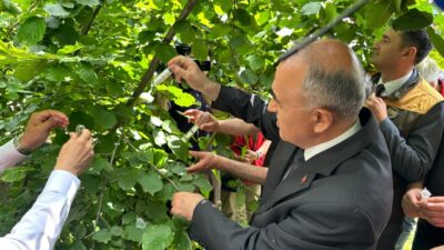 ORDU (AA) – Ordu'da kahverengi kokarca ile biyolojik mücadele için