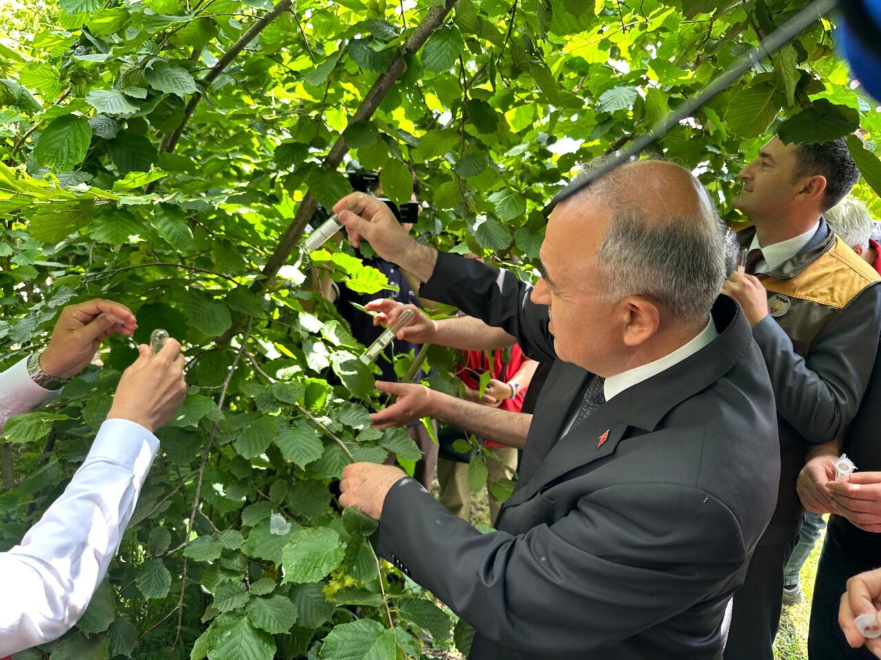 ORDU (AA) – Ordu'da kahverengi kokarca ile biyolojik mücadele için