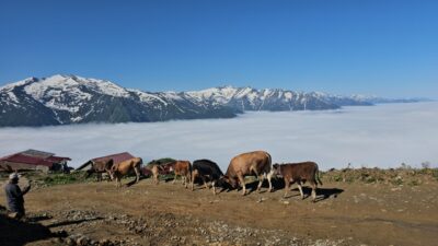RİZE (AA) – Rize'nin Çamlıhemşin ilçesine bağlı yüksek kesimli yaylalardaki