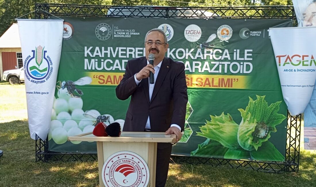 SAMSUN (AA) – Samsun'un Çarşamba ilçesinde kahverengi kokarca zararlısı ile
