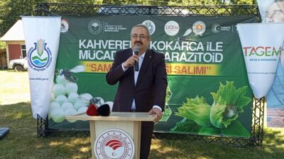 SAMSUN (AA) – Samsun'un Çarşamba ilçesinde kahverengi kokarca zararlısı ile
