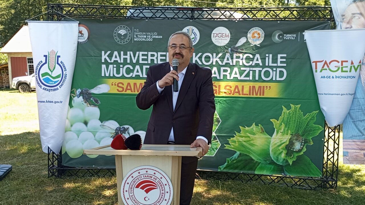 SAMSUN (AA) – Samsun'un Çarşamba ilçesinde kahverengi kokarca zararlısı ile