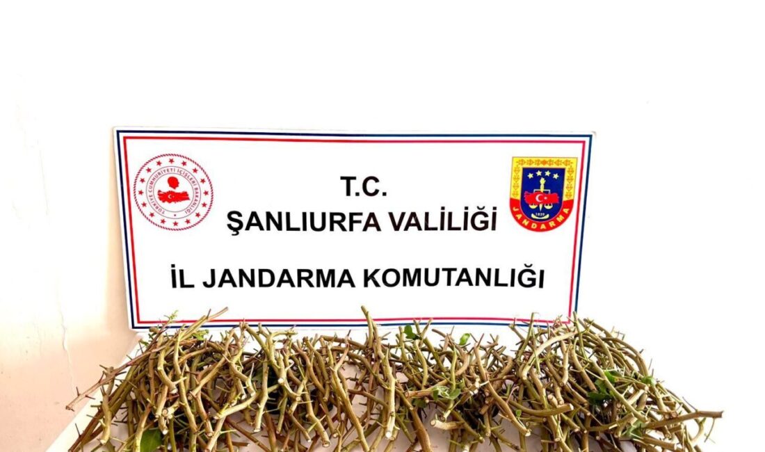 ŞANLIURFA (AA) – Şanlıurfa'da Ceylanpınar Tarım İşletmesine ait bahçede bulunan,