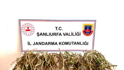 ŞANLIURFA (AA) – Şanlıurfa'da Ceylanpınar Tarım İşletmesine ait bahçede bulunan,