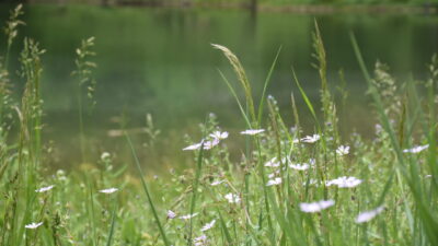GÜMÜŞHANE (AA) – Gümüşhane'nin Torul ilçesindeki Altınpınar Limni Gölü, çevresindeki