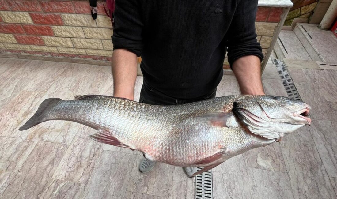SİNOP (AA) – Sinop’ta 8 kilogram ağırlığında beyaz kötek balığı