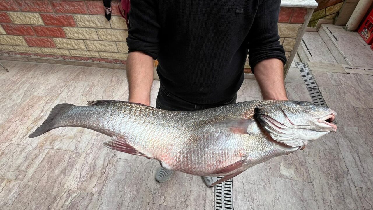 SİNOP (AA) – Sinop’ta 8 kilogram ağırlığında beyaz kötek balığı