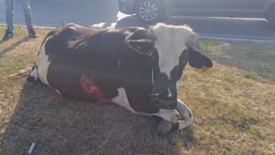 ŞIRNAK (AA) – Şırnak'ın Cizre ilçesinde otomobilin ineğe çarpması sonucu