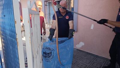 SİVAS (AA) – Sivas'ın Şarkışla ilçesinde bir eve giren yılan,