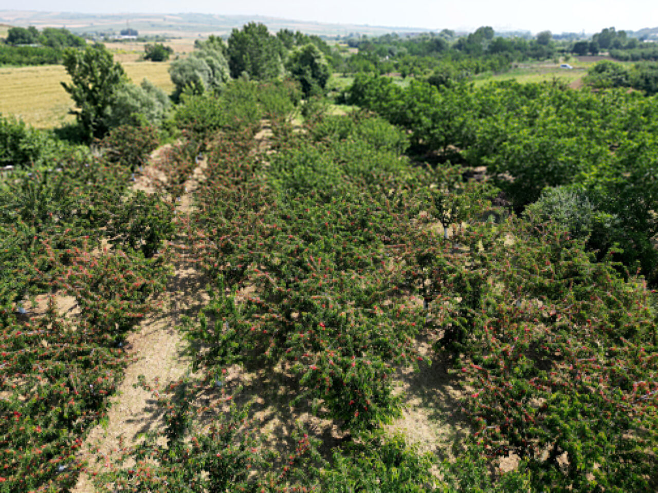 TEKİRDAĞ (AA) – Tekirdağ'da tadı ve aromasıyla benzerlerinden ayrılan, adına