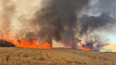 TEKİRDAĞ (AA) – Tekirdağ'ın Süleymanpaşa ilçesinde buğday ekili tarlalarda çıkan