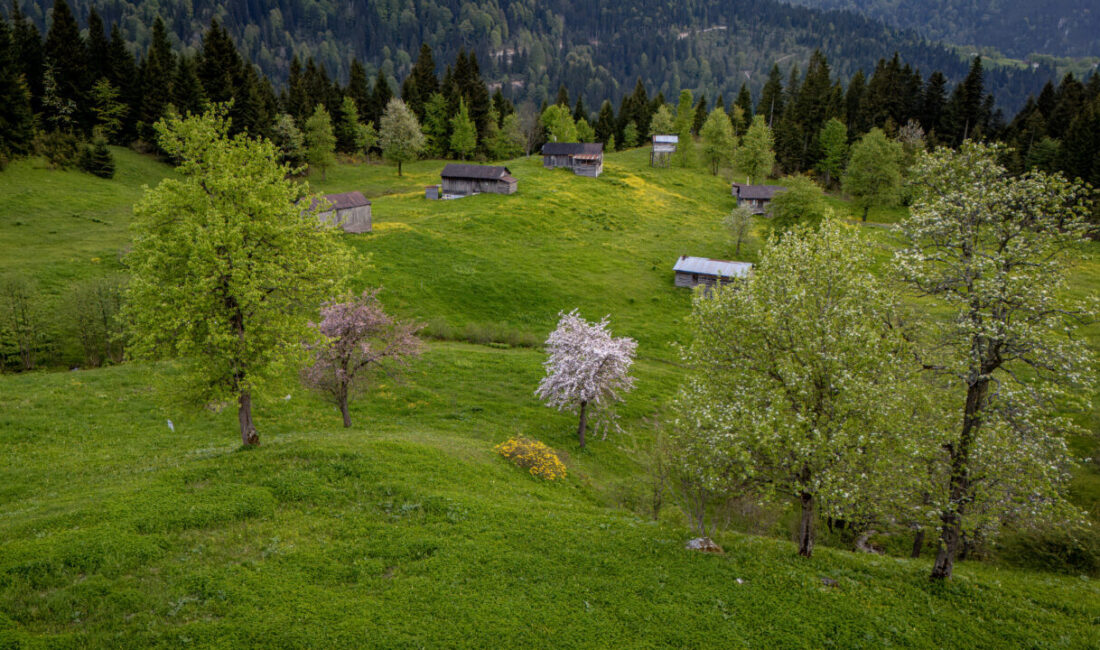 TRABZON (AA) – Trabzon'un Tonya ve Çaykara ilçelerindeki yaylalar, doğal