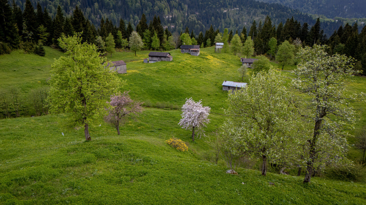 TRABZON (AA) – Trabzon'un Tonya ve Çaykara ilçelerindeki yaylalar, doğal