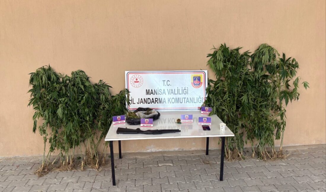 MANİSA (AA) – Manisa'nın Sarıgöl ilçesinde uyuşturucu üretimi için ormanda