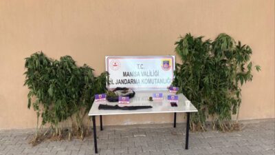 MANİSA (AA) – Manisa'nın Sarıgöl ilçesinde uyuşturucu üretimi için ormanda
