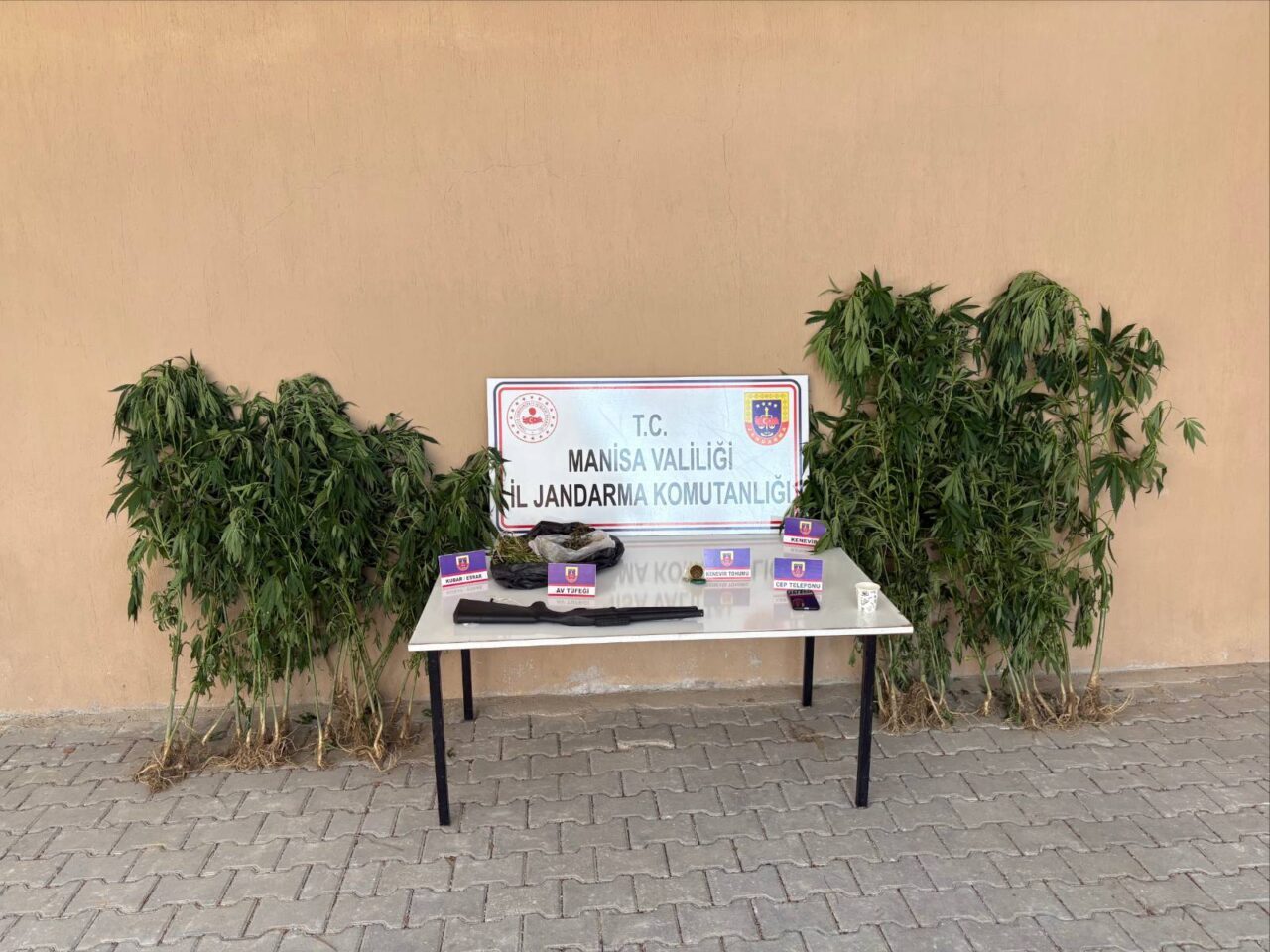 MANİSA (AA) – Manisa'nın Sarıgöl ilçesinde uyuşturucu üretimi için ormanda
