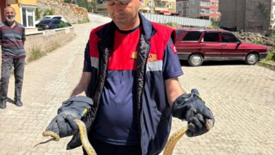 YOZGAT (AA) – Yozgat'ta park halindeki otomobilin motor kısmına giren