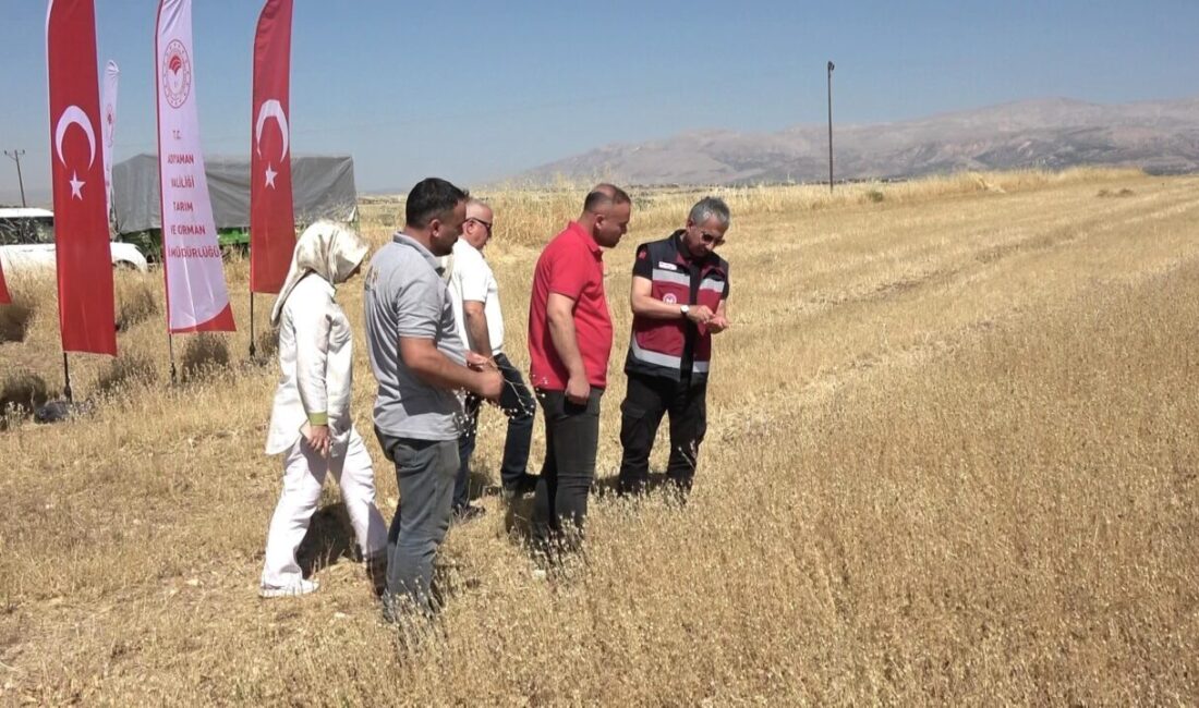 ADIYAMAN (AA) – Adıyaman'da ilk kez ekimi yapılan çörek otunda