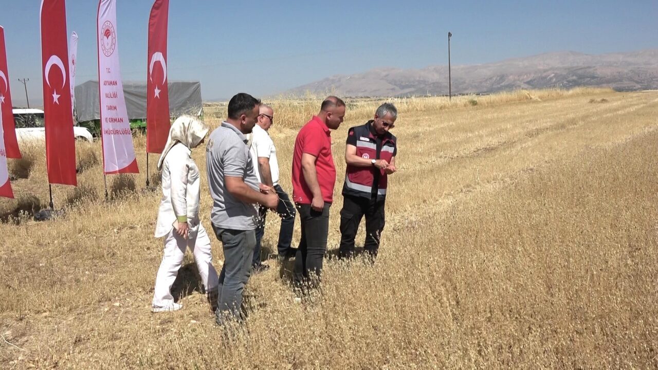 ADIYAMAN (AA) – Adıyaman'da ilk kez ekimi yapılan çörek otunda