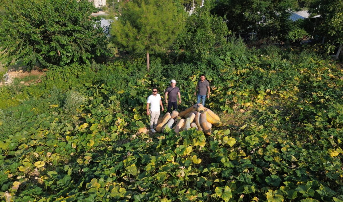 ANTALYA (AA) – Antalya'nın Aksu ilçesinde, yaz sıcaklıklarının 40 dereceye