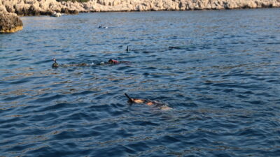 ANTALYA (AA) – Antalya Büyükşehir Belediyesince, istilacı türlerle mücadele, sürdürülebilir