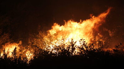 ANTALYA (AA) – Antalya'nın Serik ilçesinde otluk alanda çıkan, sera