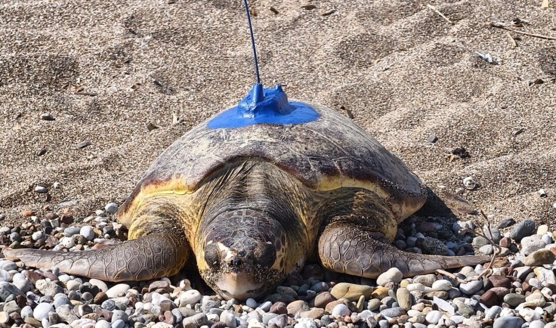ANTALYA (AA) – Antalya'da, "Miner Turtle (Madenci Kaplumbağa)" adlı Deniz
