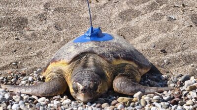 ANTALYA (AA) – Antalya'da, "Miner Turtle (Madenci Kaplumbağa)" adlı Deniz