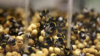 - "Bakanlık olarak, bitki koruma ürünlerinin yani pestisitlerin sürdürülebilir ve