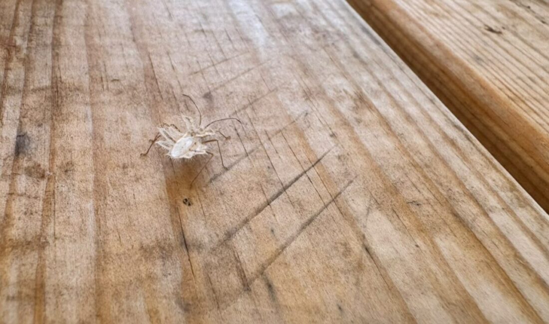 BATMAN (AA) – Batman'ın Hasankeyf ilçesinde dikenli dantel böceği (phyllomorpha