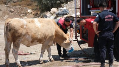 MUĞLA (AA) – Muğla'nın Bodrum ilçesinde bahçe atığı toplama alanında