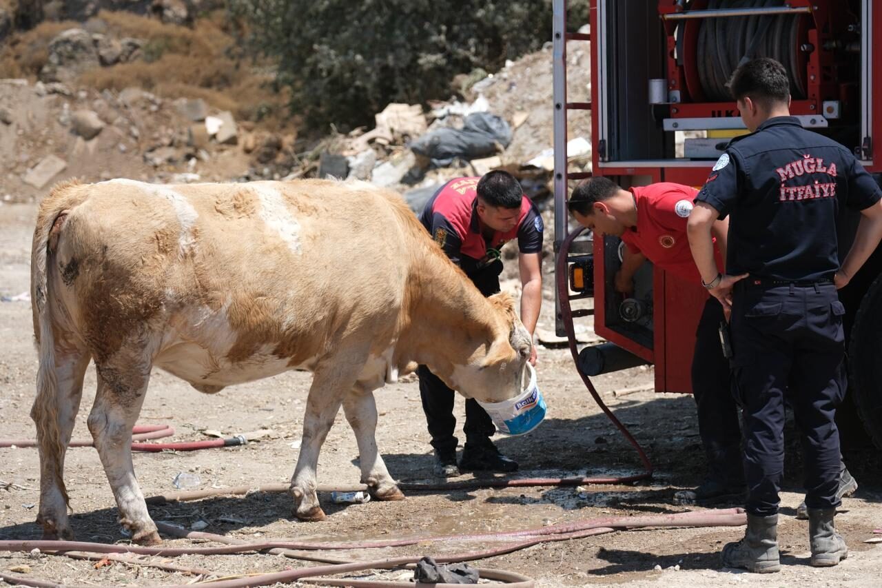 MUĞLA (AA) – Muğla'nın Bodrum ilçesinde bahçe atığı toplama alanında