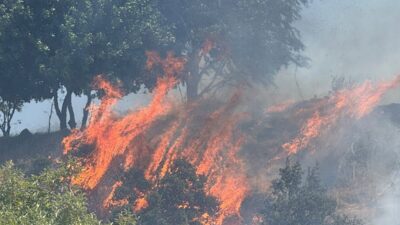 MUĞLA (AA) – Muğla'nın Bodrum ilçesinde bir inşaat alanındaki konteynerde