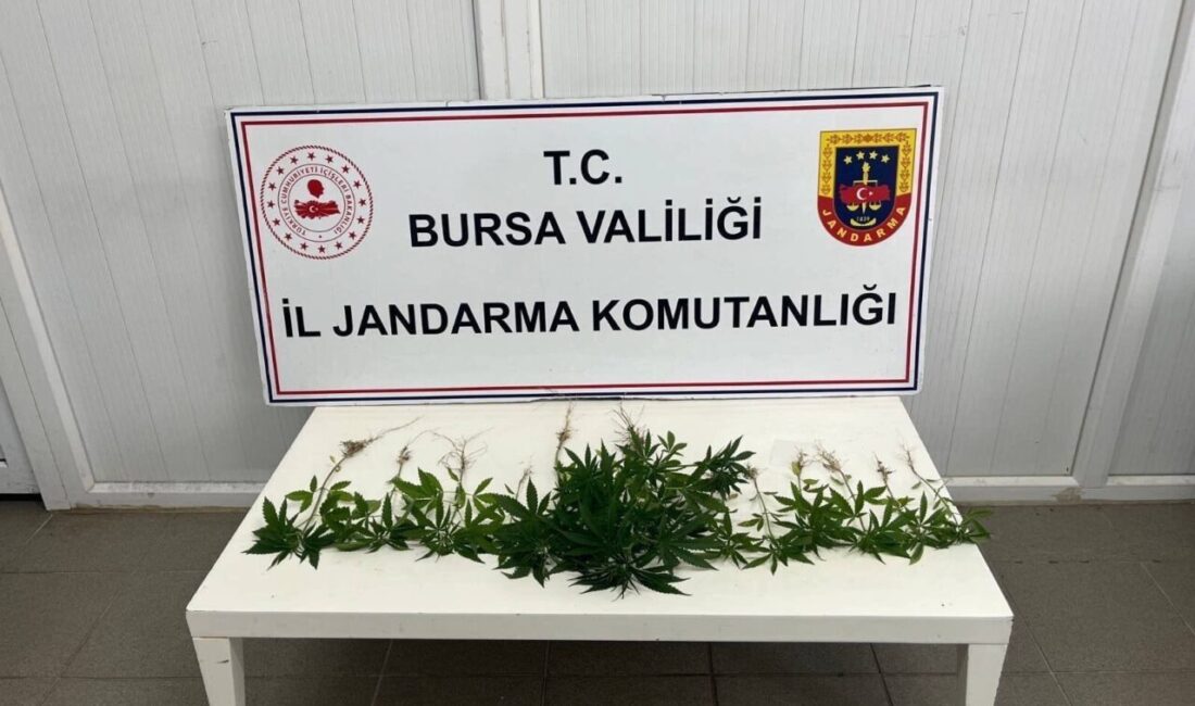 BURSA (AA) – Bursa'da jandarma ekiplerince düzenlenen uyuşturucu operasyonunda 3